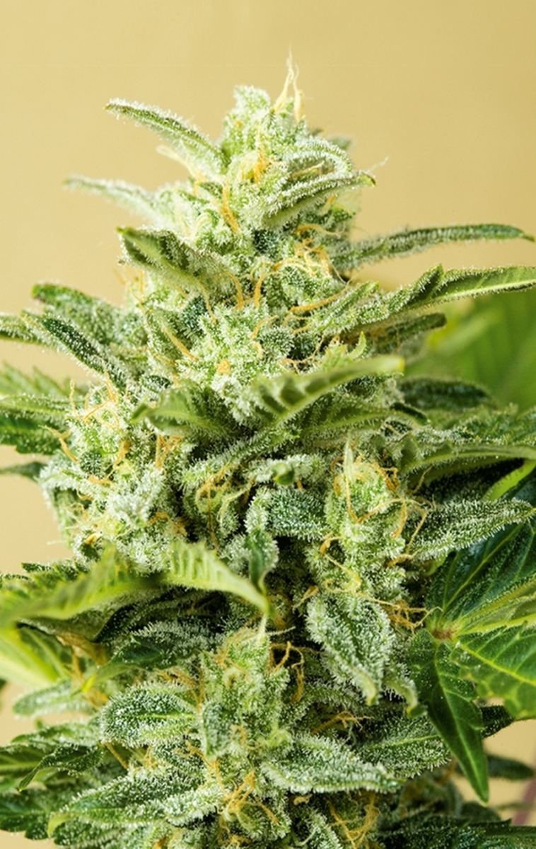 Advanced Seeds - Auto Low Girl (auto/fem.)