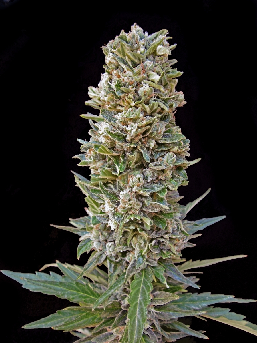 Advanced Seeds - Automatik Mix (auto/fem.)