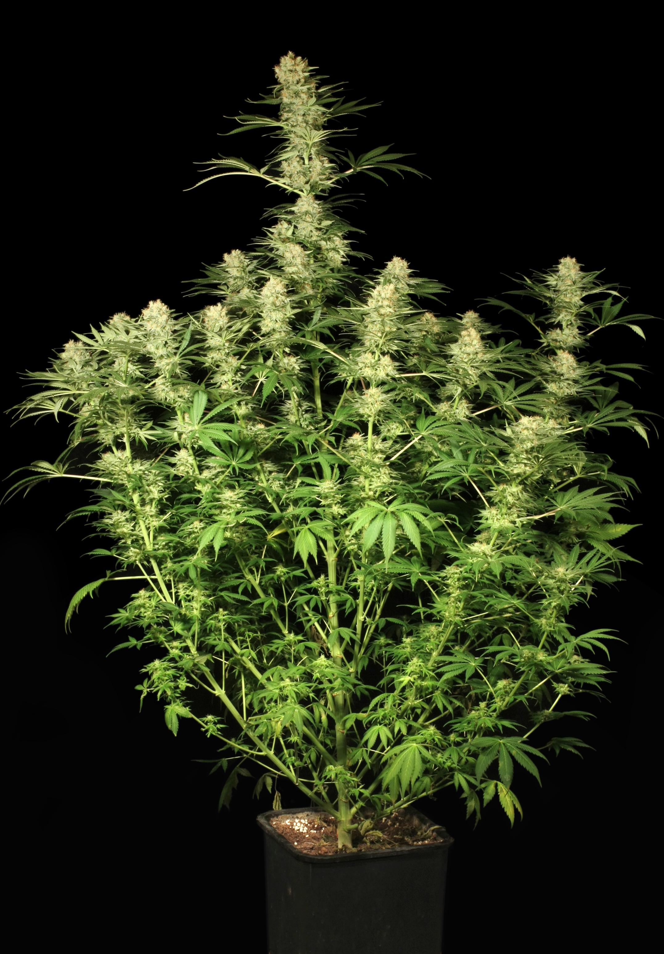 Dutch Passion - Ortega Indica ® (fem.)