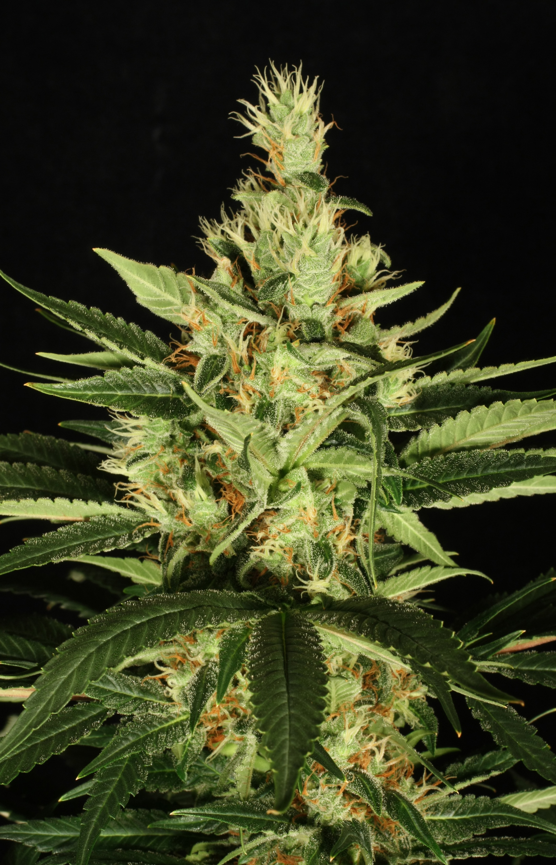 Dutch Passion - Ortega Indica ® (fem.)