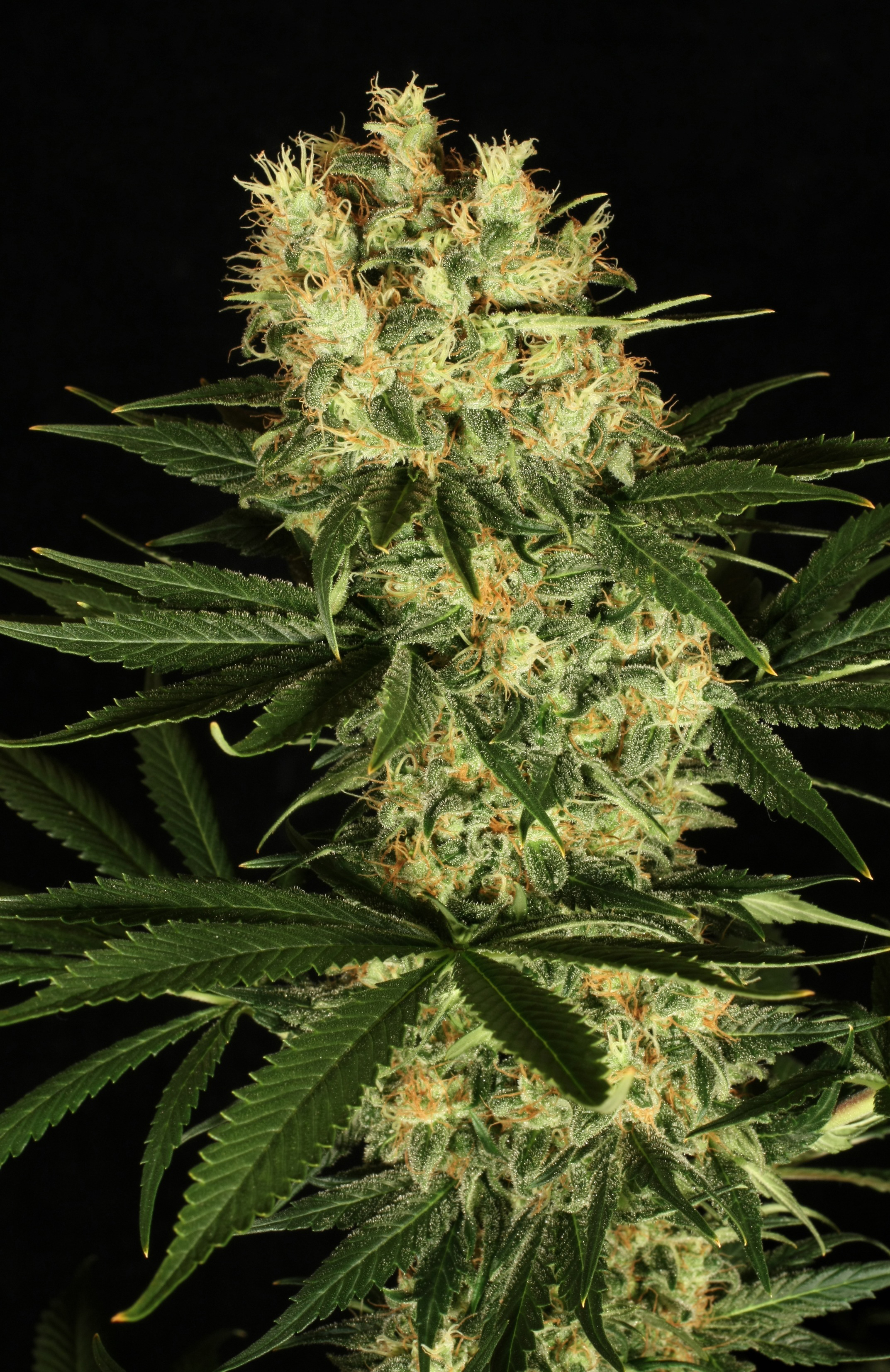 Dutch Passion - Ortega Indica ® (fem.)