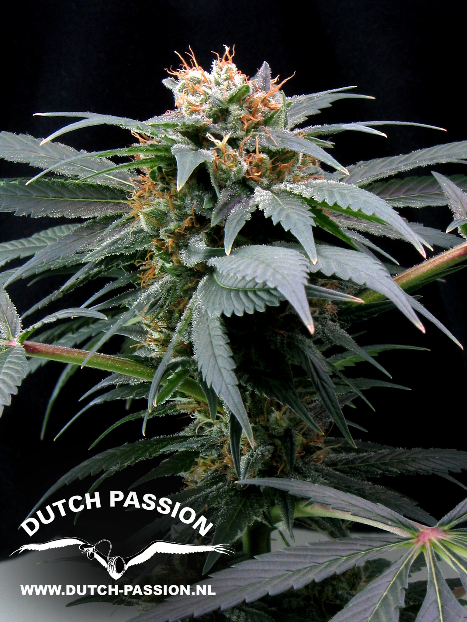 Dutch Passion - Ortega Indica ® (fem.)