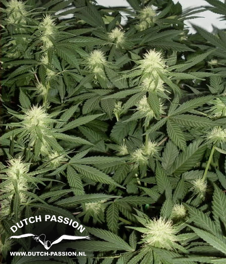 Dutch Passion - Ortega Indica ® (fem.)