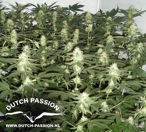 Dutch Passion - Ortega Indica ® (fem.)