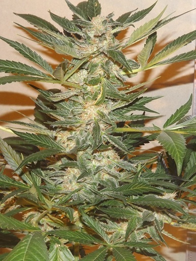 Dutch Passion - Ortega Indica ® (fem.)