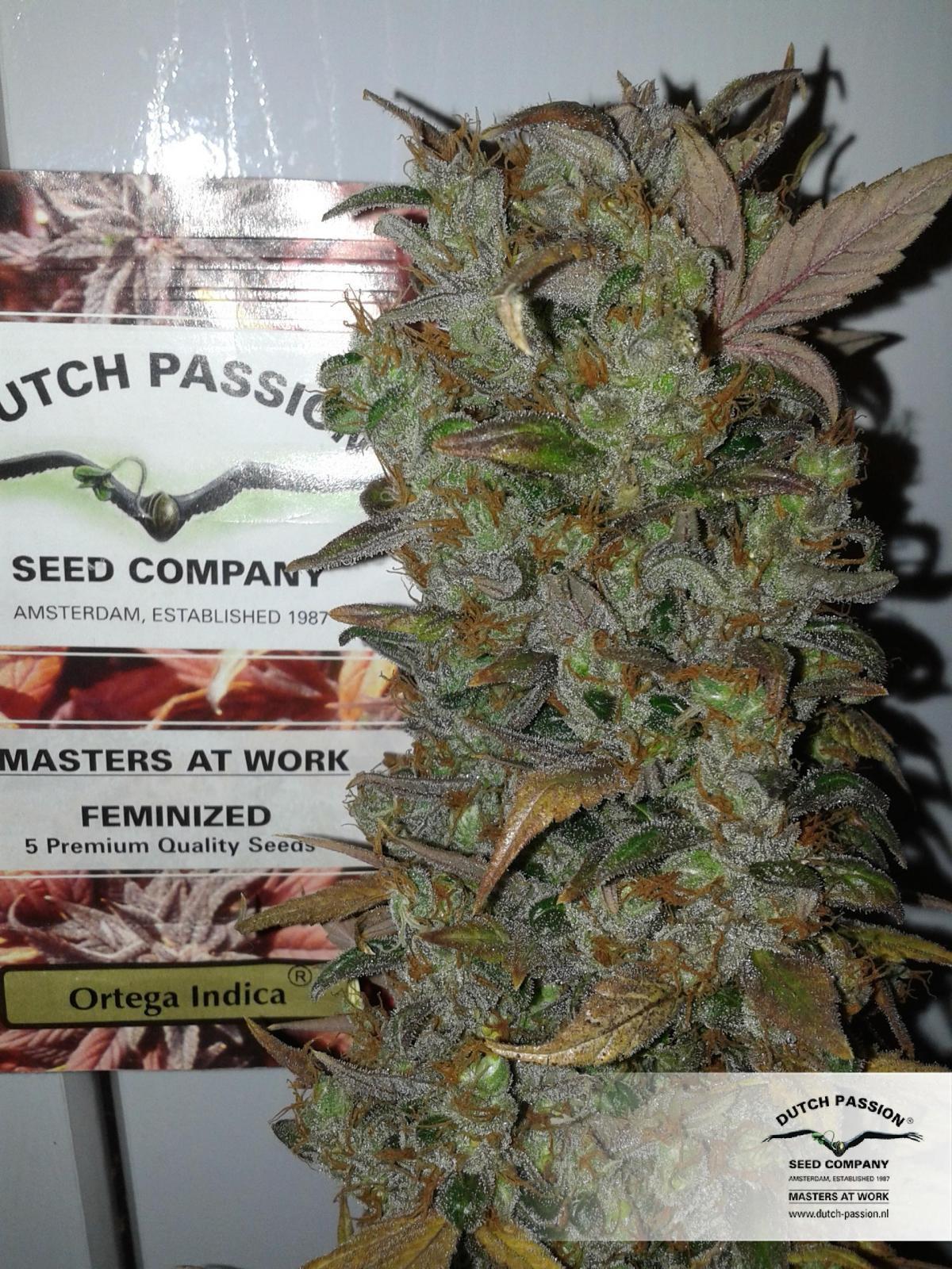 Dutch Passion - Ortega Indica ® (fem.)