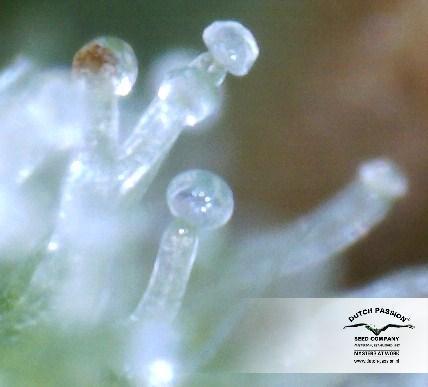 Dutch Passion - Ortega Indica ® (fem.)