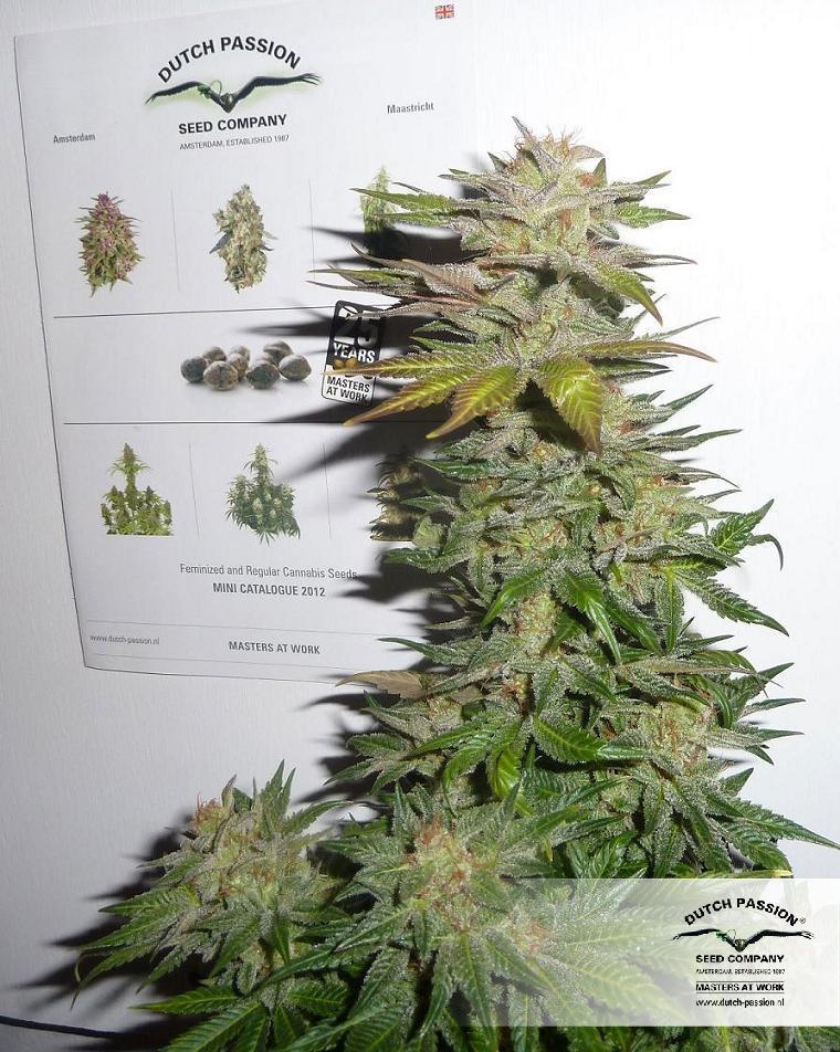 Dutch Passion - Ortega Indica ® (fem.)