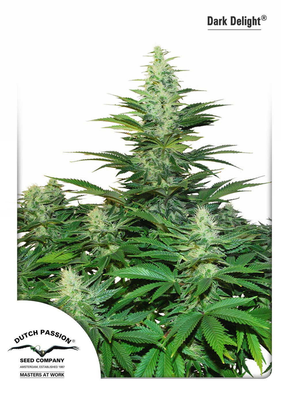 Dutch Passion - Dark Delight ® (fem.)
