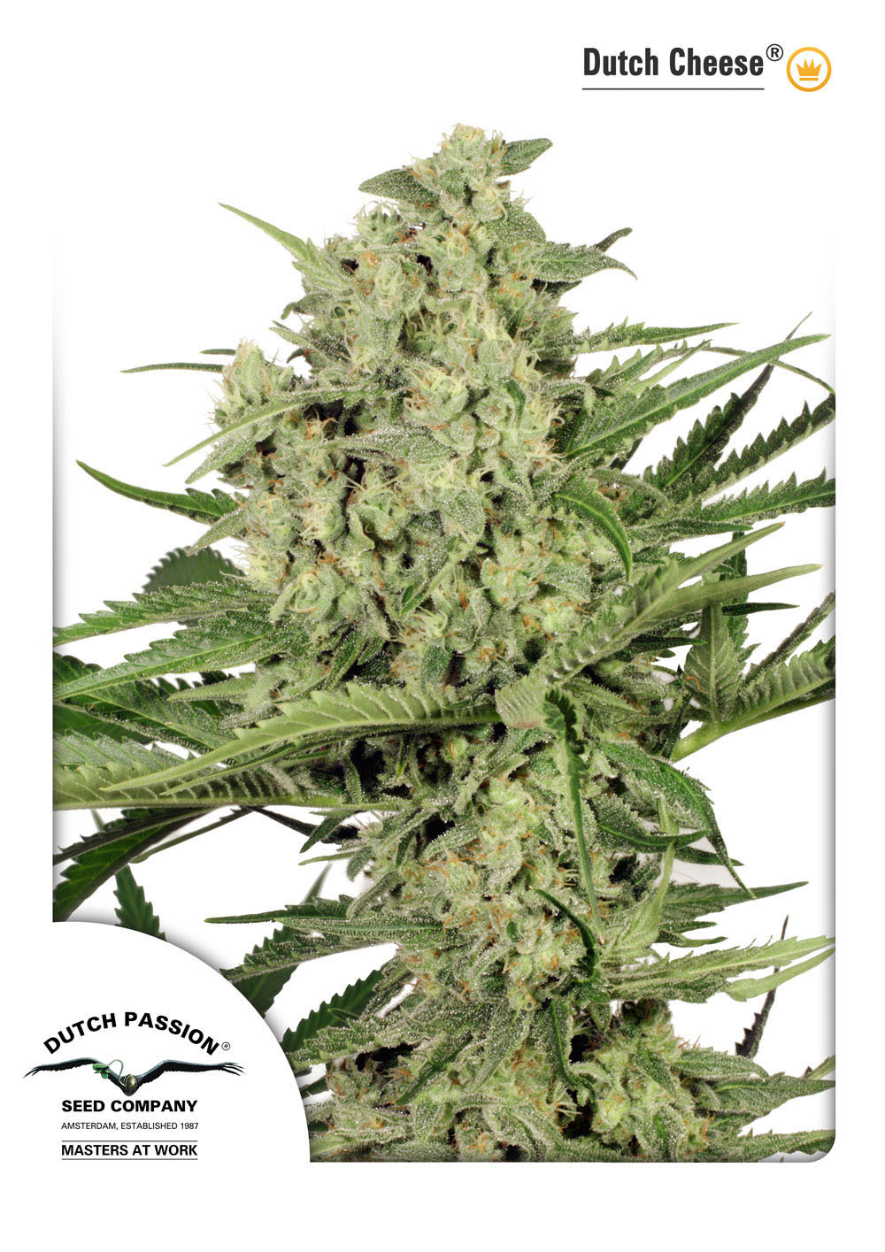 Dutch Passion - Dutch Cheese ® (fem.)