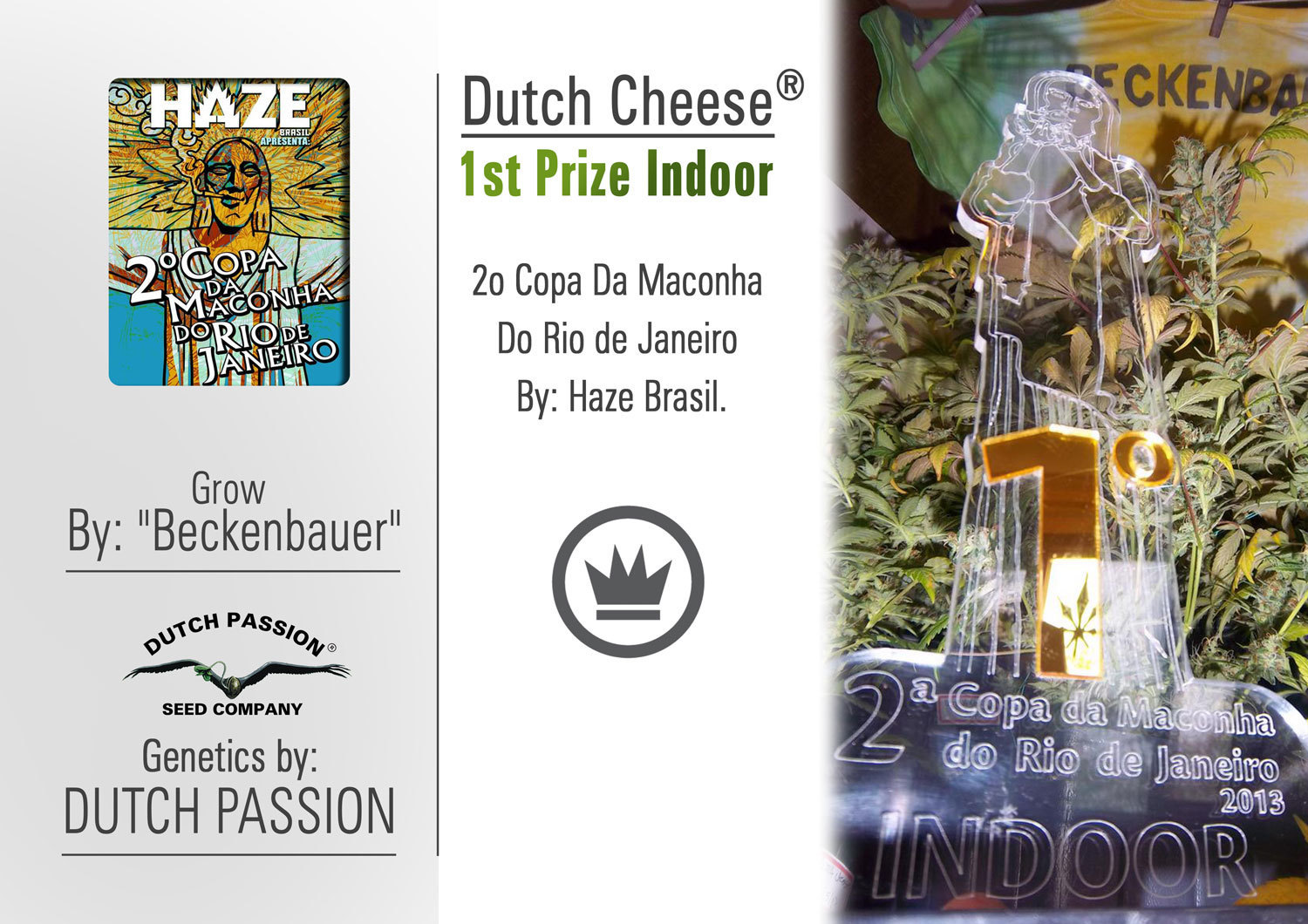 Dutch Passion - Dutch Cheese ® (fem.)