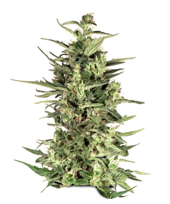 Dutch Passion - Dutch Cheese ® (fem.)