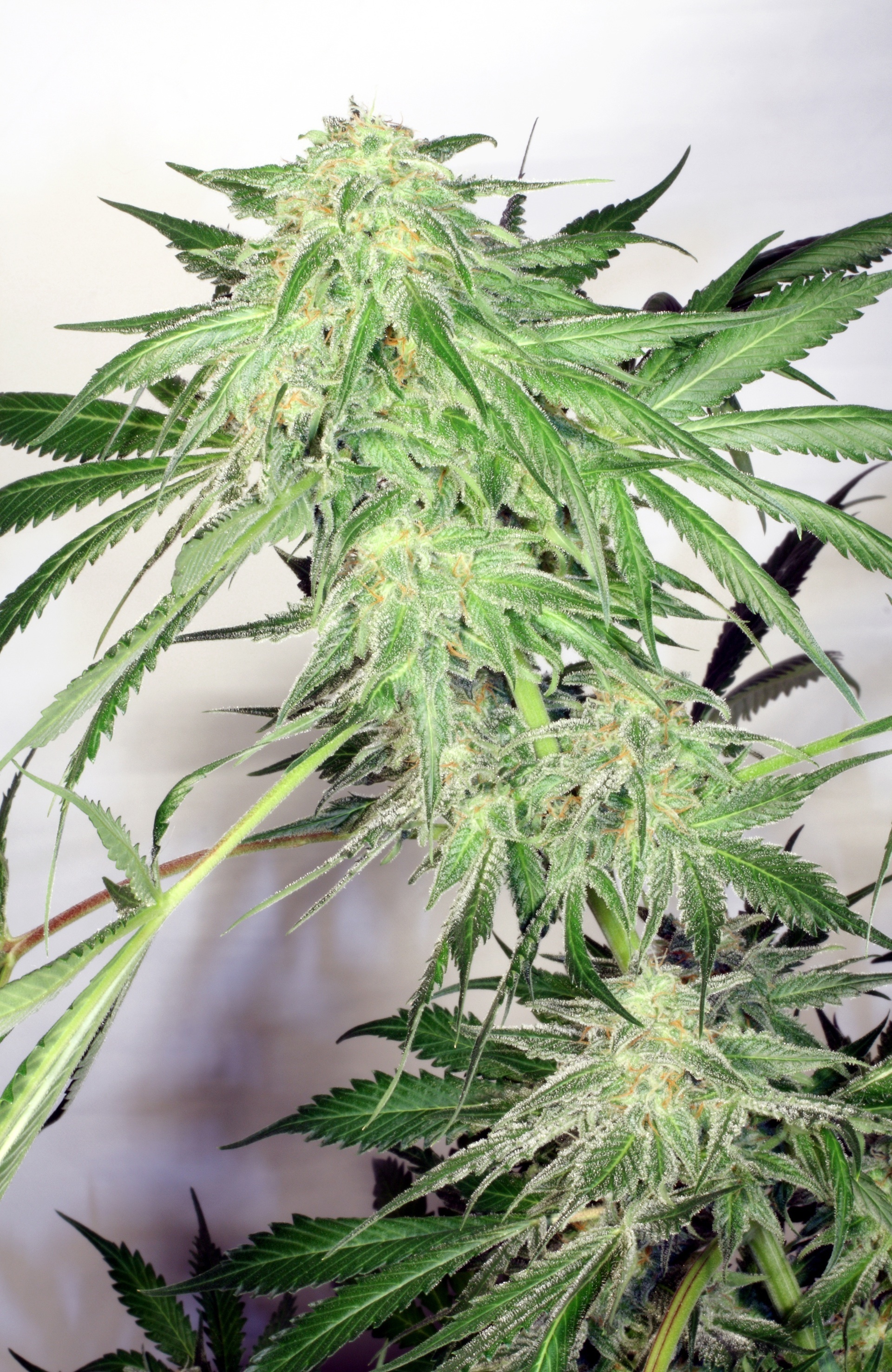 Dutch Passion - Dutch Cheese ® (fem.)