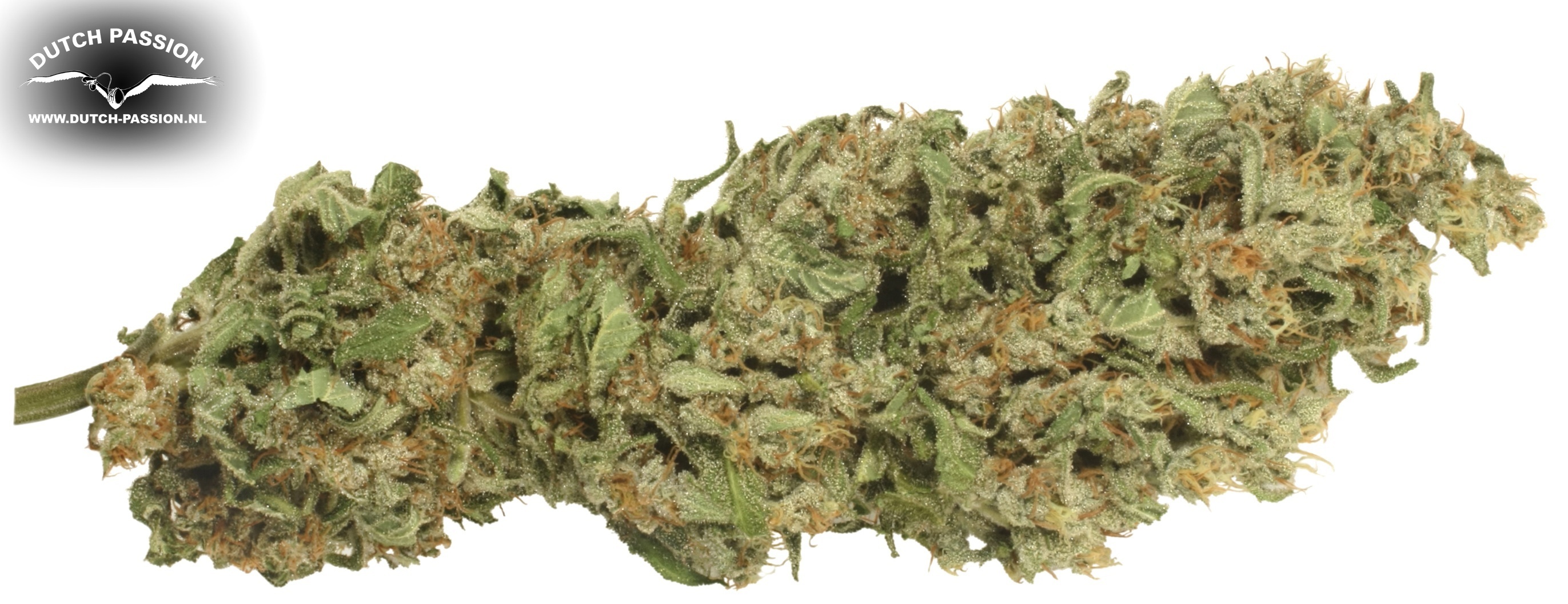 Dutch Passion - Dutch Cheese ® (fem.)
