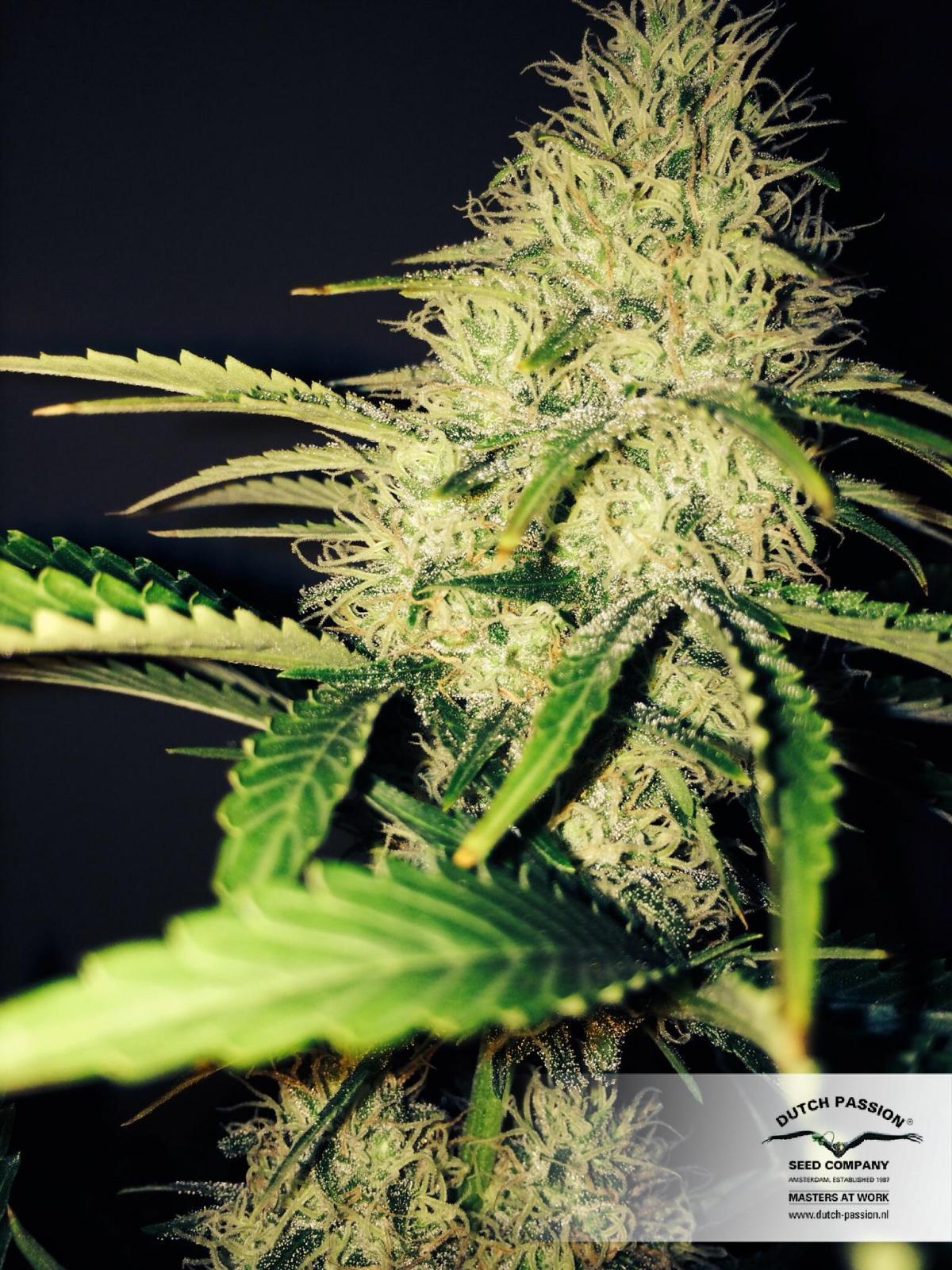 Dutch Passion - Dutch Cheese ® (fem.)
