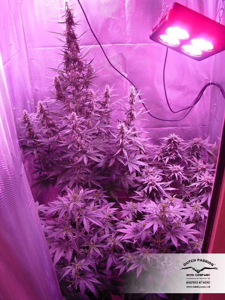 Dutch Passion - Dutch Cheese ® (fem.)