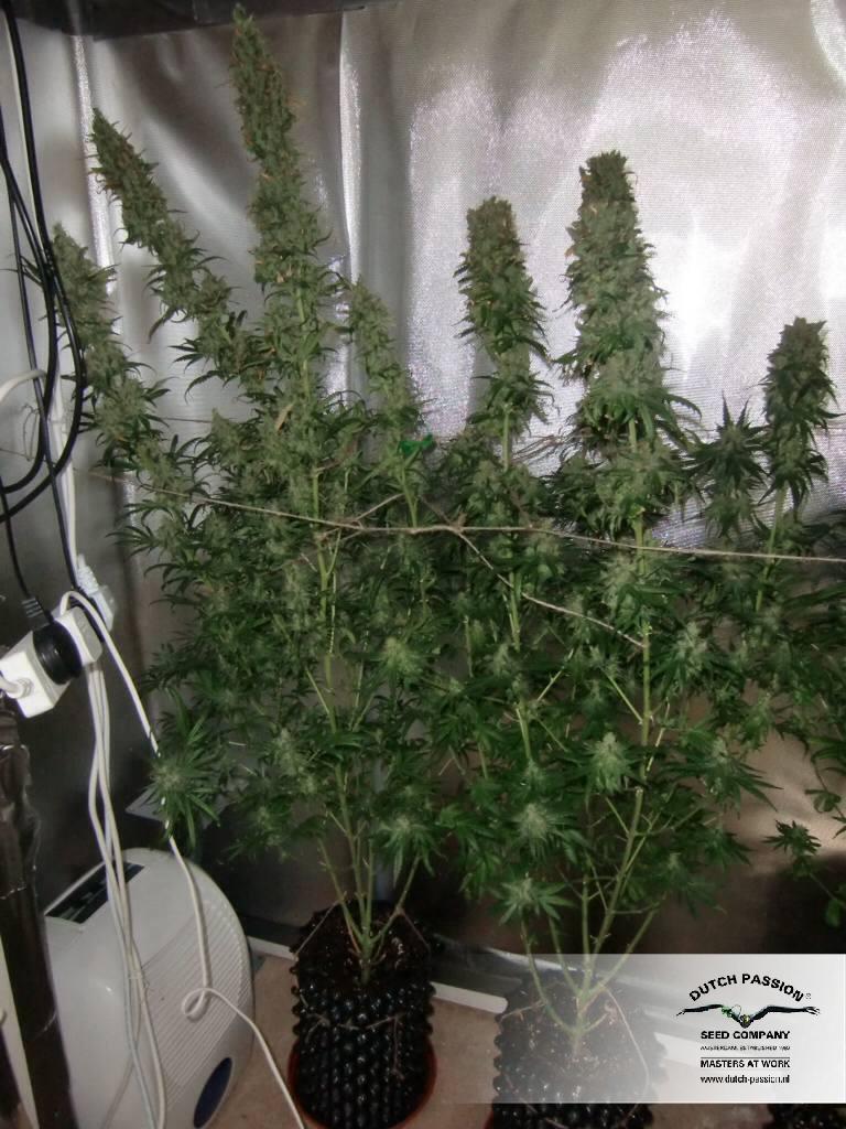 Dutch Passion - Dutch Cheese ® (fem.)