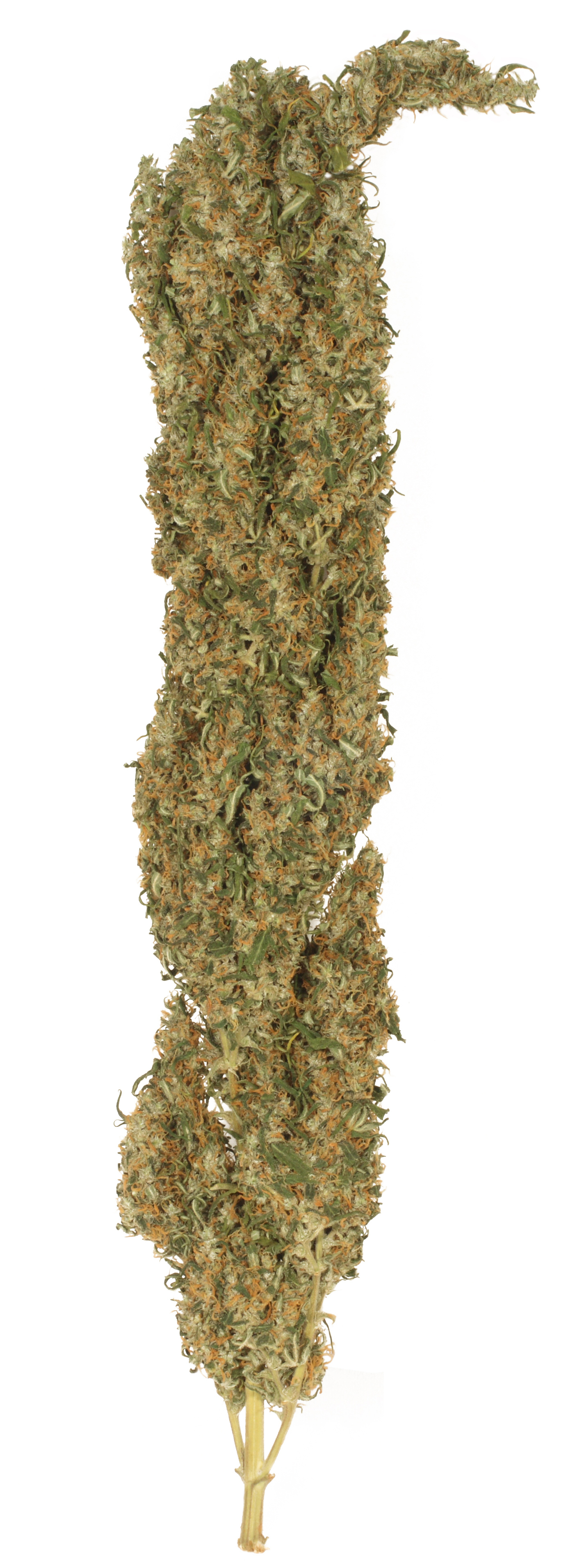 Dutch Passion - Mekong High ® (fem.)