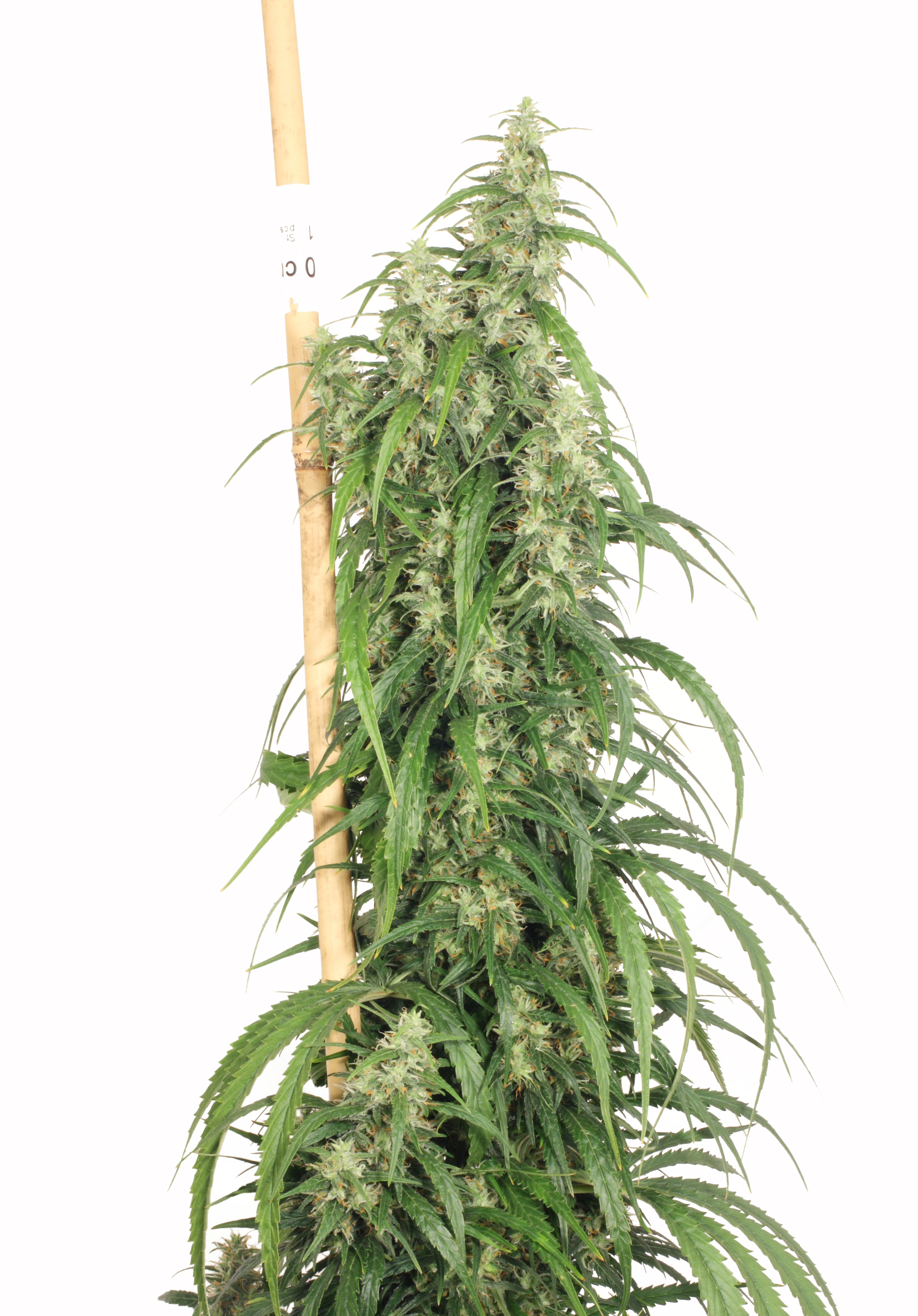 Dutch Passion - Mekong High ® (fem.)