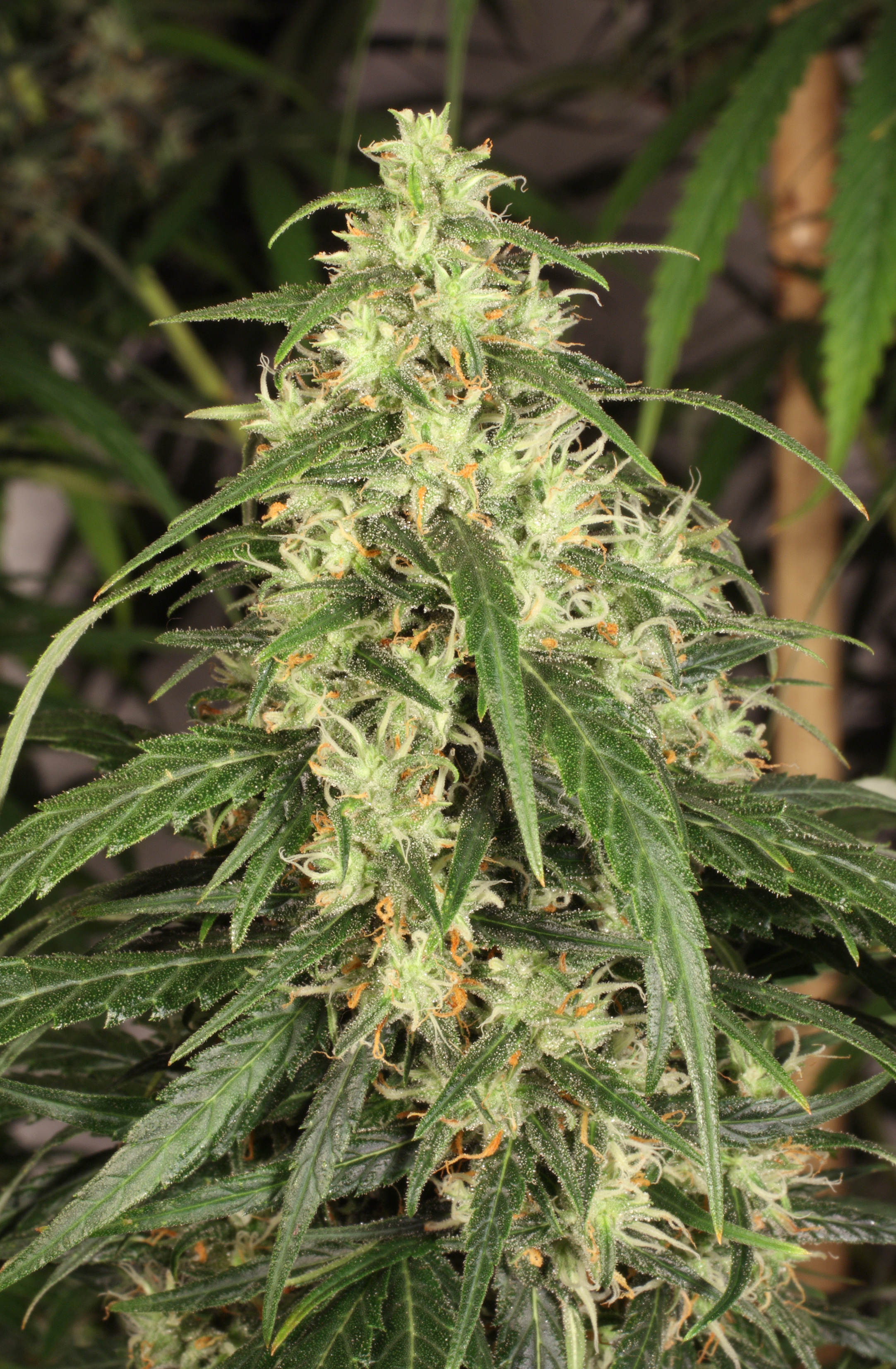 Dutch Passion - Mekong High ® (fem.)