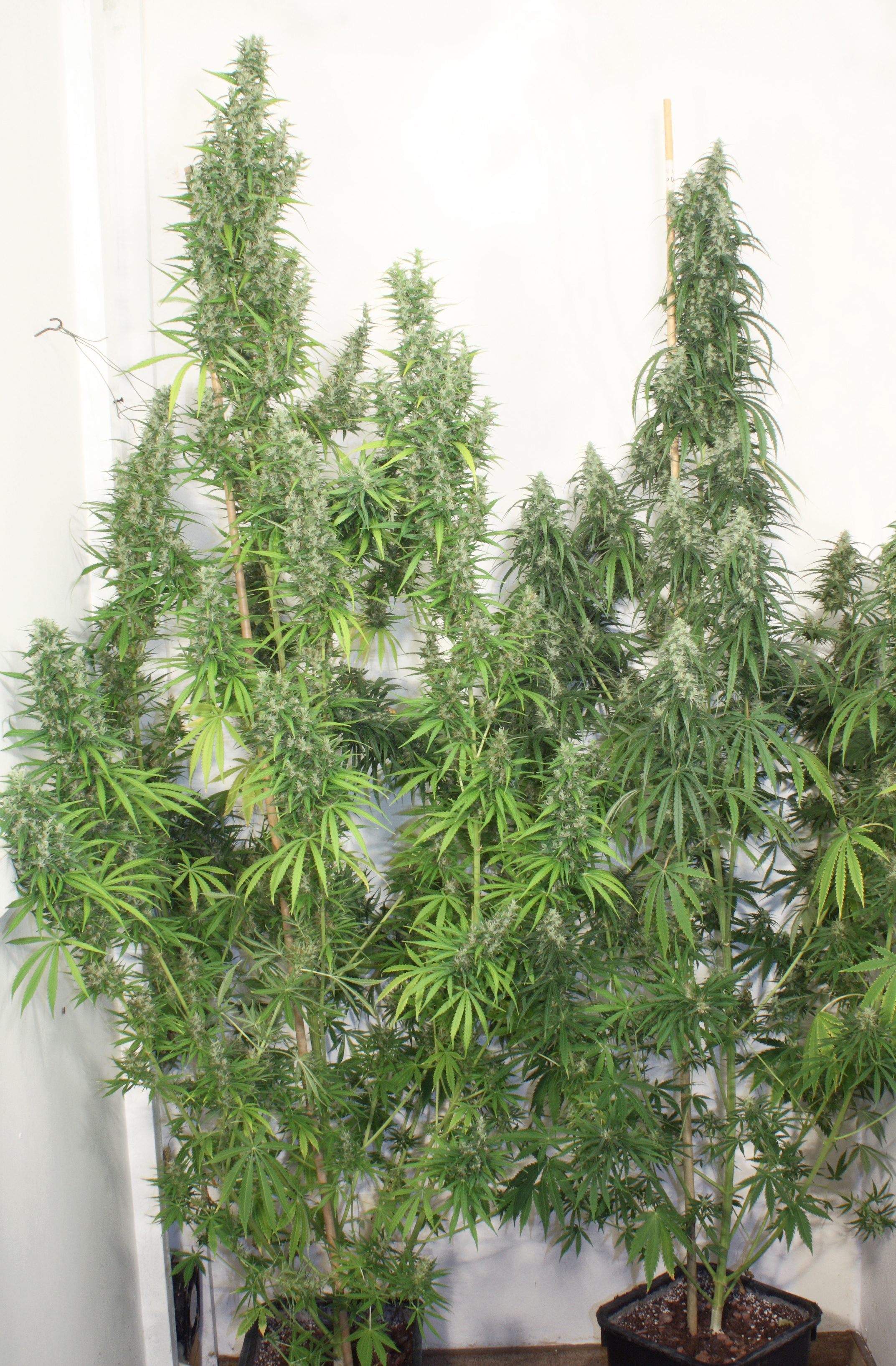 Dutch Passion - Mekong High ® (fem.)