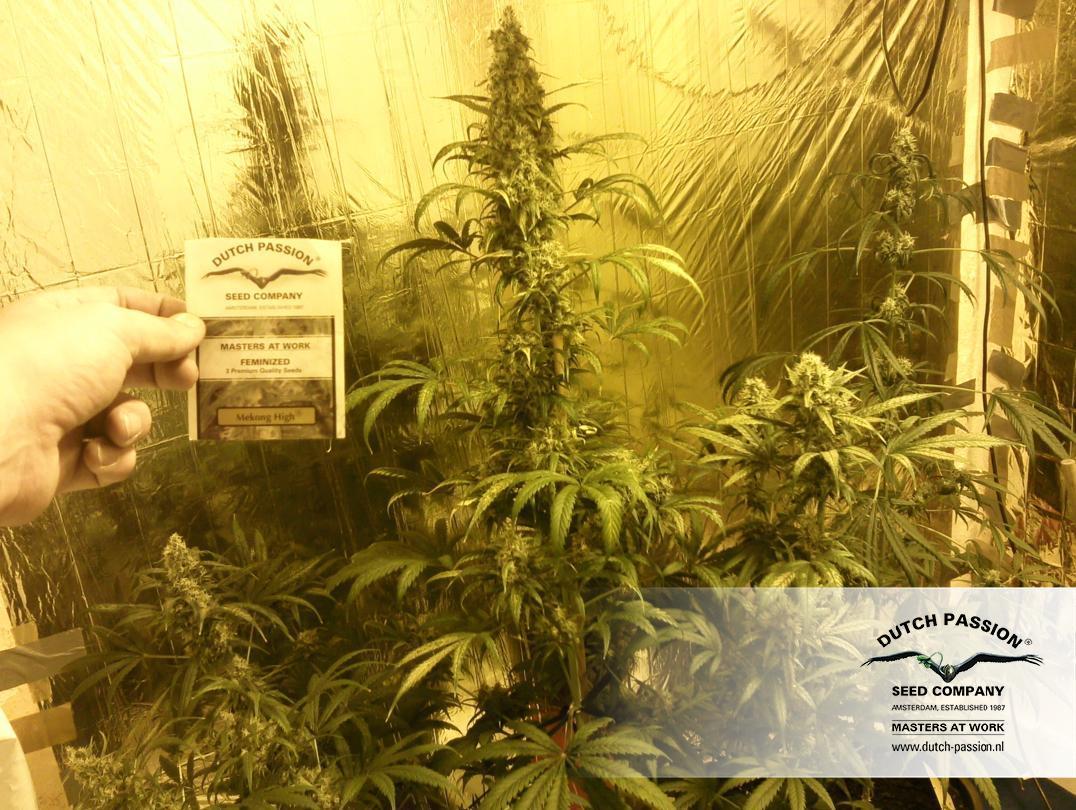 Dutch Passion - Mekong High ® (fem.)