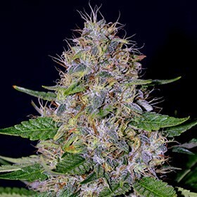 G13 Labs Seeds - Apple Crumble (fem.) 08976