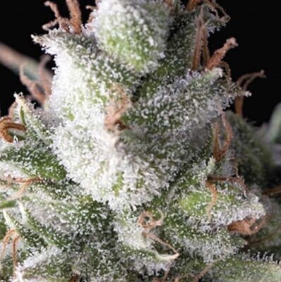 Pyramid Seeds - Auto Ramses (auto/fem.) 08978