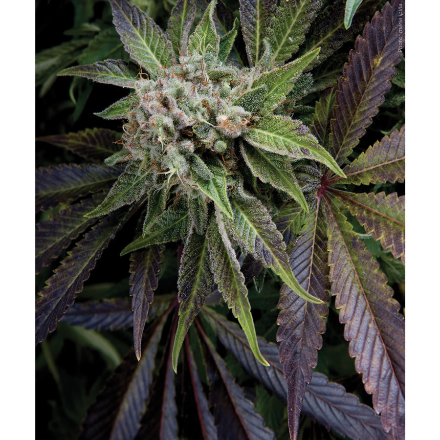 Pyramid Seeds - Blue Pyramid (fem.)