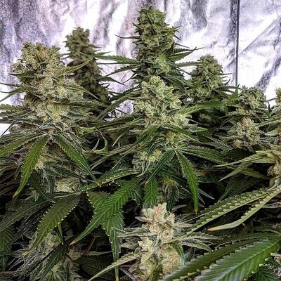 Holy Smoke Seeds - Strawberry Dawg (fem.) 08985