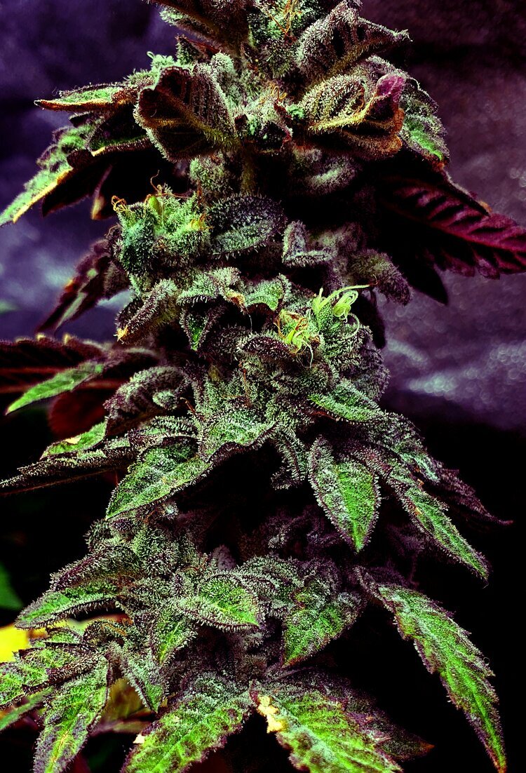 Holy Smoke Seeds - Strawberry Cane (fem.)