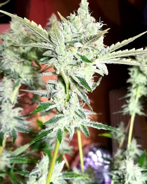 Holy Smoke Seeds - Strawberry Cane (fem.)