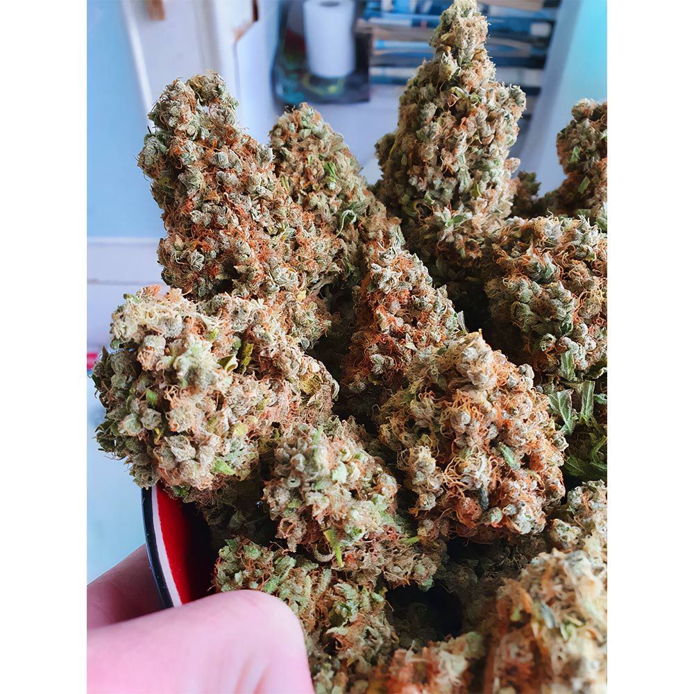 Holy Smoke Seeds - Strawberry Cane (fem.)