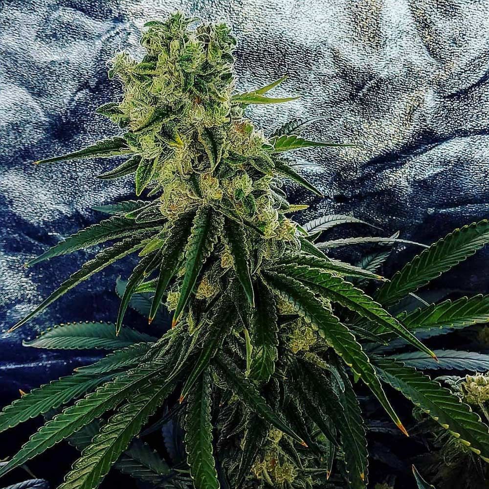Holy Smoke Seeds - Strawberry Dawg (fem.)