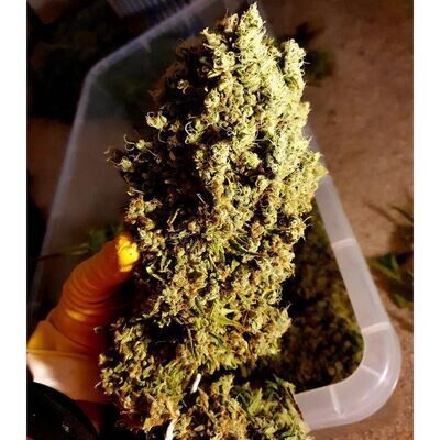 Holy Smoke Seeds - Strawberry Cane (fem.) 08986