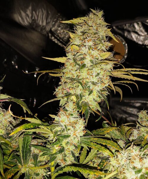 Holy Smoke Seeds - Strawberry Cane (fem.)