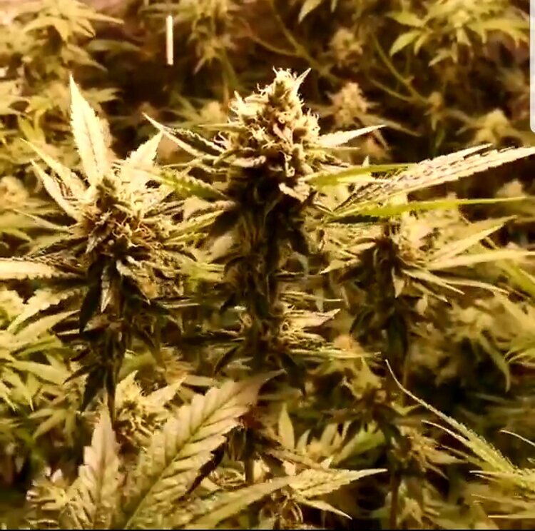 Holy Smoke Seeds - Strawberry Cane (fem.)