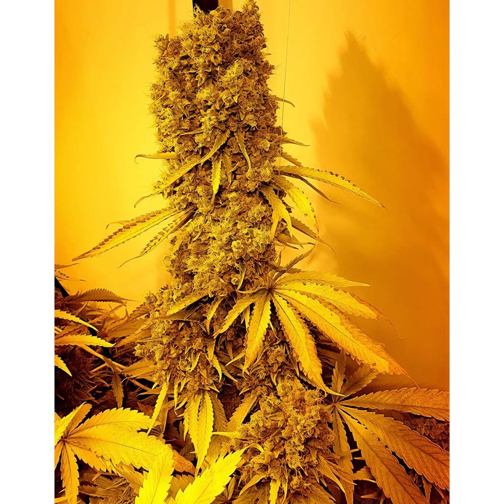 Holy Smoke Seeds - Strawberry Cane (fem.)