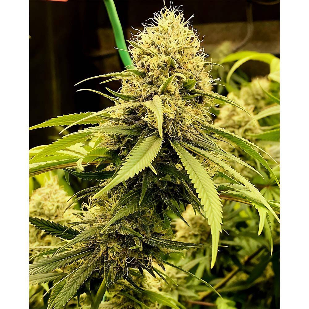 Holy Smoke Seeds - Strawberry Cane (fem.)