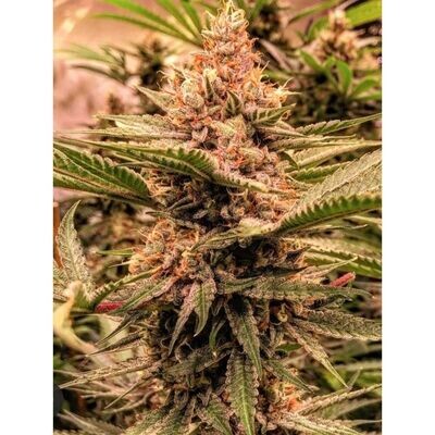 Holy Smoke Seeds - Strawberry Sunset (fem.) 08984