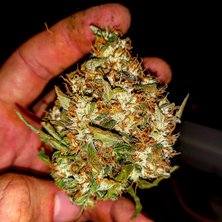 Holy Smoke Seeds - Strawberry Cane (fem.)