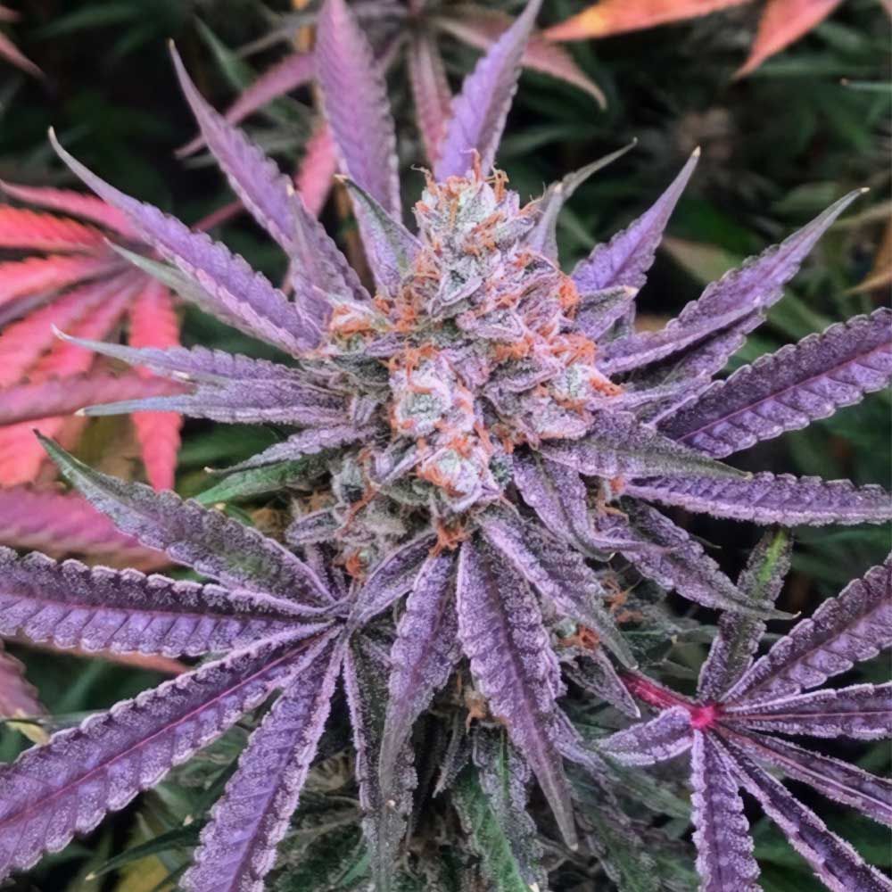 Holy Smoke Seeds - Strawberry Sunset (fem.)