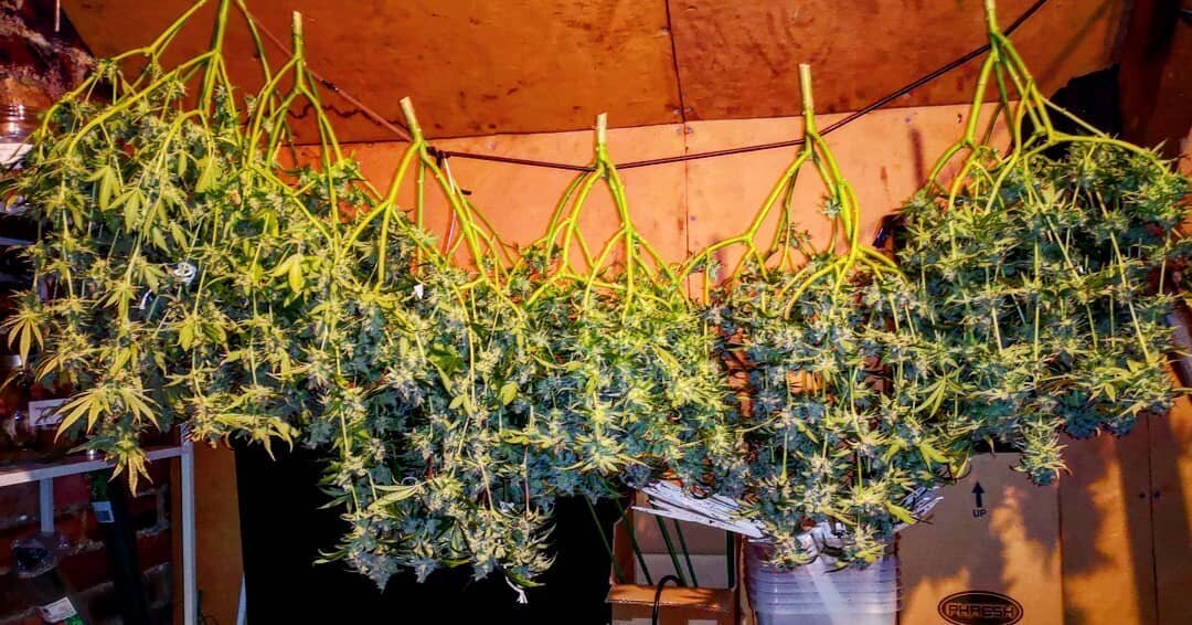 Holy Smoke Seeds - Strawberry Cane (fem.)