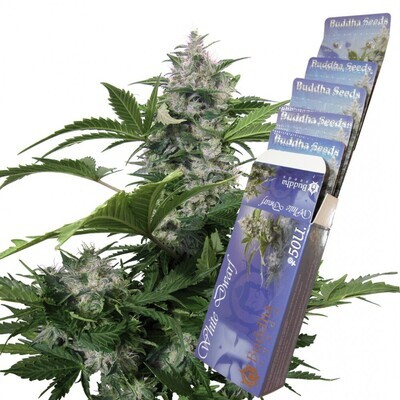 Buddha Seeds - White Dwarf (auto/fem.) 01338