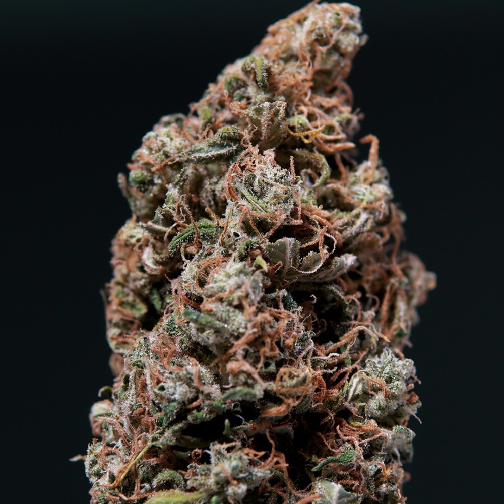 Buddha Seeds - White Dwarf (auto/fem.)