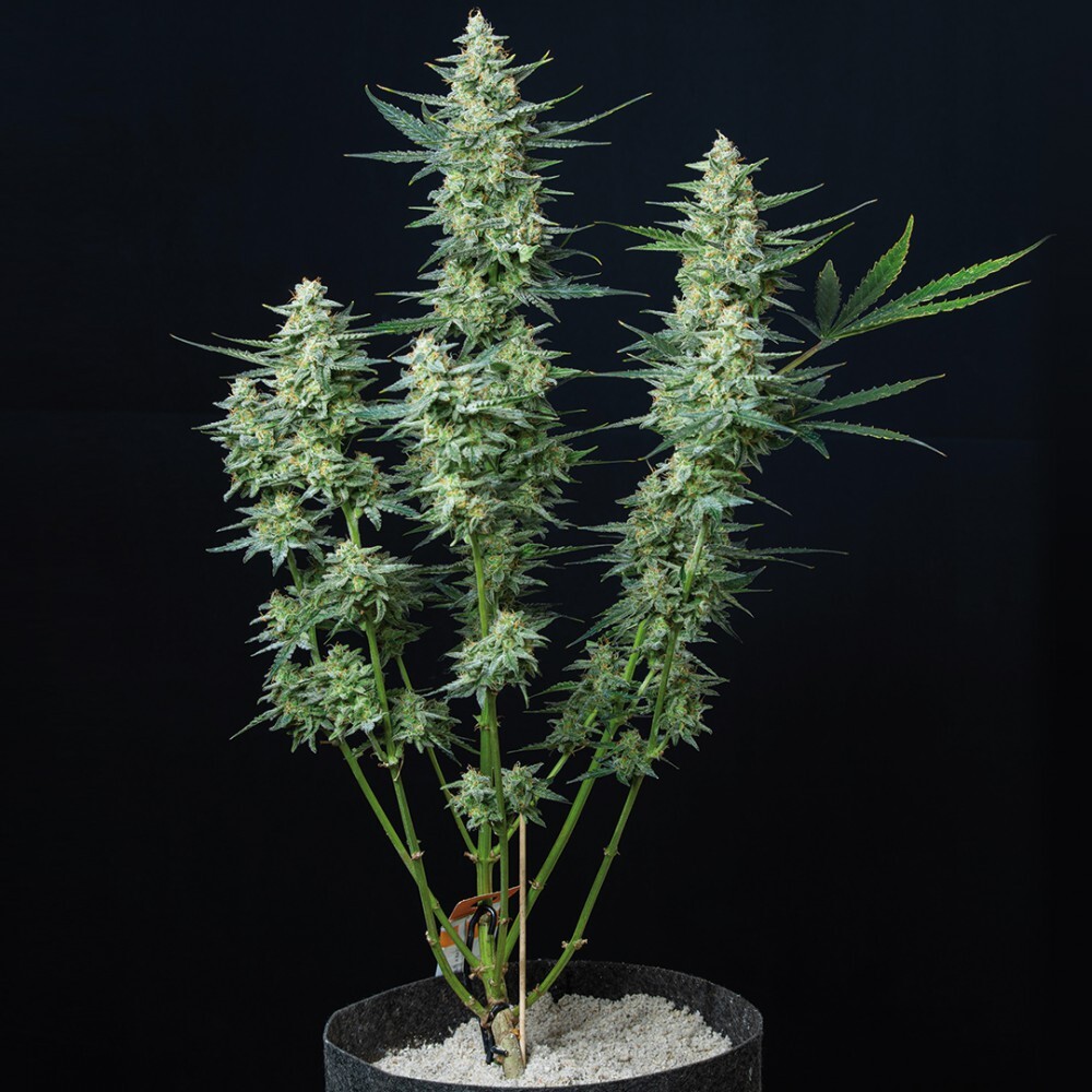 Buddha Seeds - Vesta (auto/fem.)