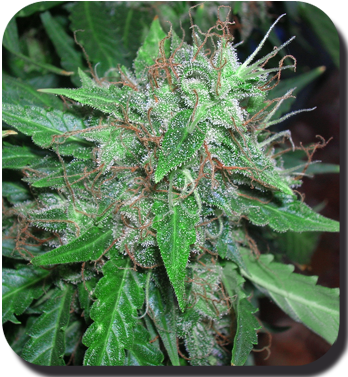 Buddha Seeds - White Dwarf (auto/fem.)