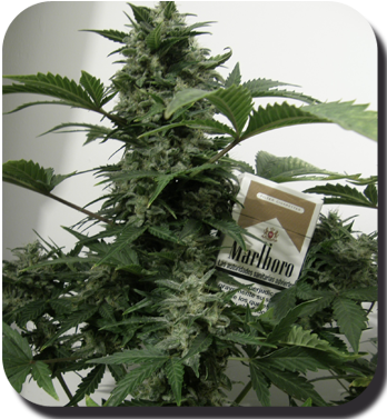 Buddha Seeds - White Dwarf (auto/fem.)