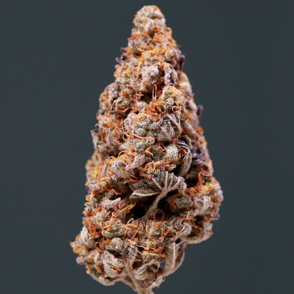 Buddha Seeds - Vesta (auto/fem.)