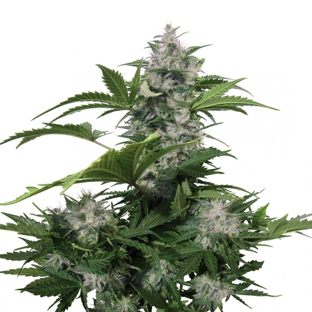 Buddha Seeds - White Dwarf (auto/fem.)